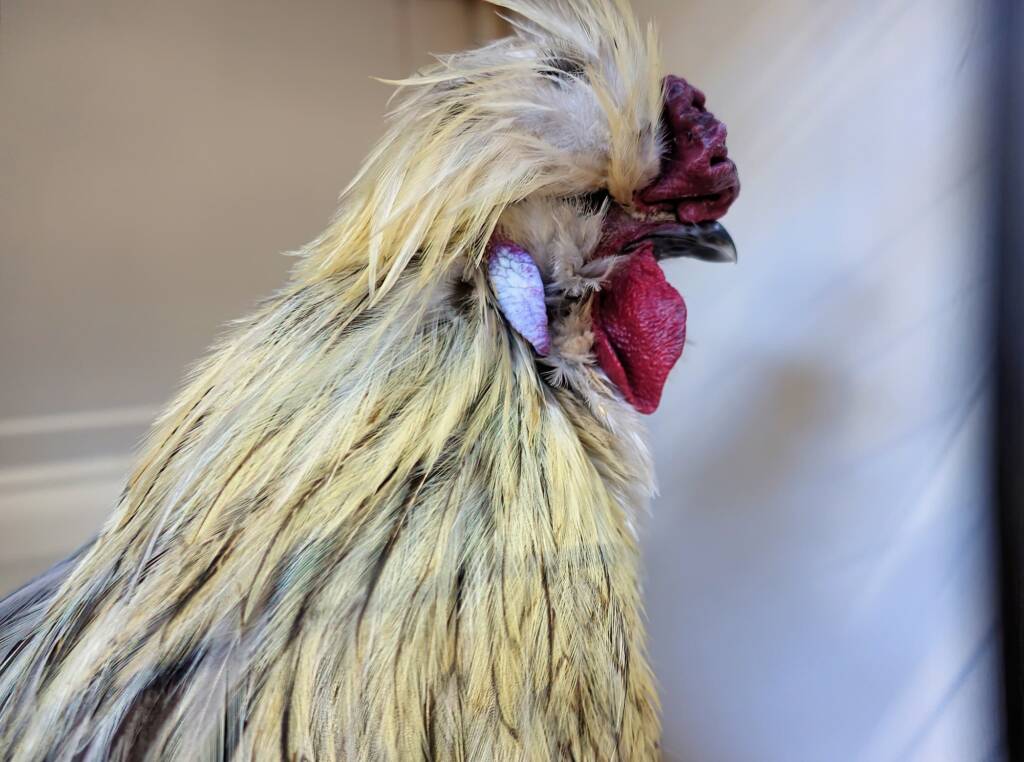 3rd Prize Poultry Award Nicole Joy - Class P27 - X Breed / Utility (male), Alice Springs Show 2023