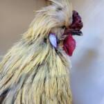 3rd Prize Poultry Award Nicole Joy - Class P27 - X Breed / Utility (male), Alice Springs Show 2023