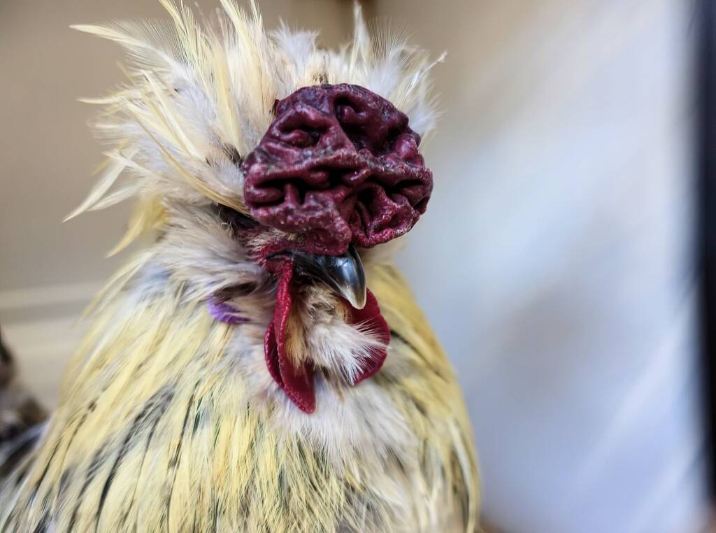 3rd Prize Poultry Award Nicole Joy - Class P27 - X Breed / Utility (male), Alice Springs Show 2023