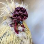 3rd Prize Poultry Award Nicole Joy - Class P27 - X Breed / Utility (male), Alice Springs Show 2023