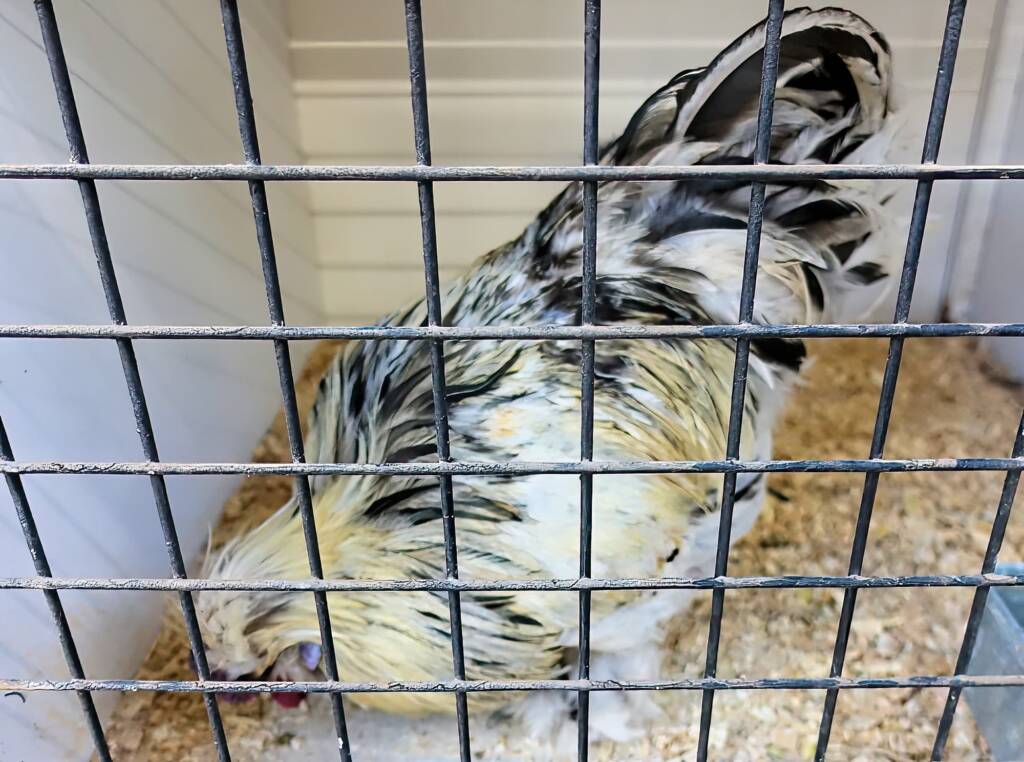 3rd Prize Poultry Award Nicole Joy - Class P27 - X Breed / Utility (male), Alice Springs Show 2023