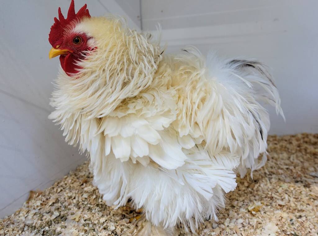 1st Prize Poultry Award Henley Broad - Class P27 - X Breed / Utility (Male) Frizzles, Alice Springs Show 2023