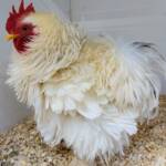 1st Prize Poultry Award Henley Broad - Class P27 - X Breed / Utility (Male) Frizzles, Alice Springs Show 2023