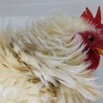 1st Prize Poultry Award Henley Broad - Class P27 - X Breed / Utility (Male) Frizzles, Alice Springs Show 2023