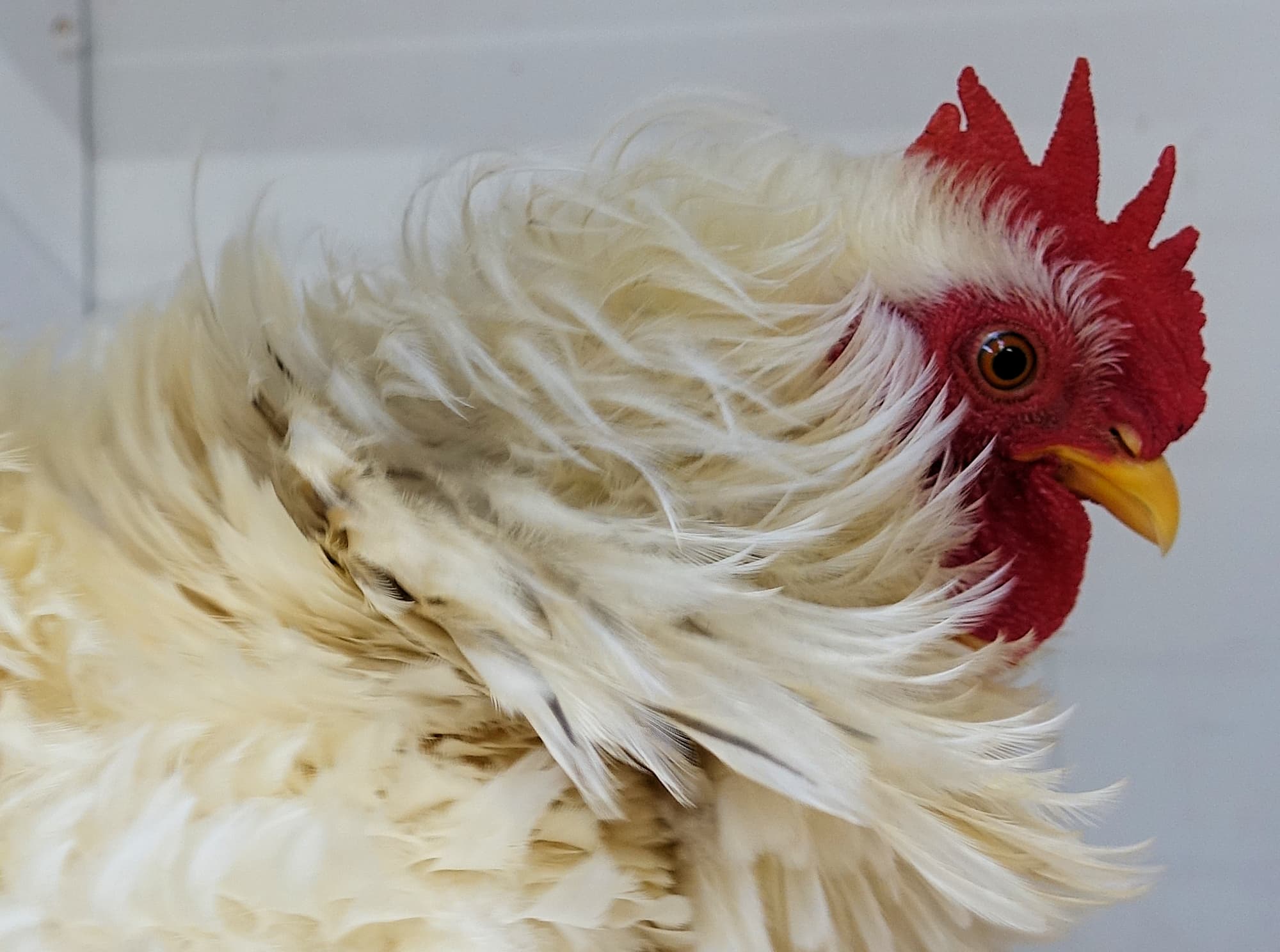 1st Prize Poultry Award Henley Broad - Class P27 - X Breed / Utility (Male) Frizzles, Alice Springs Show 2023