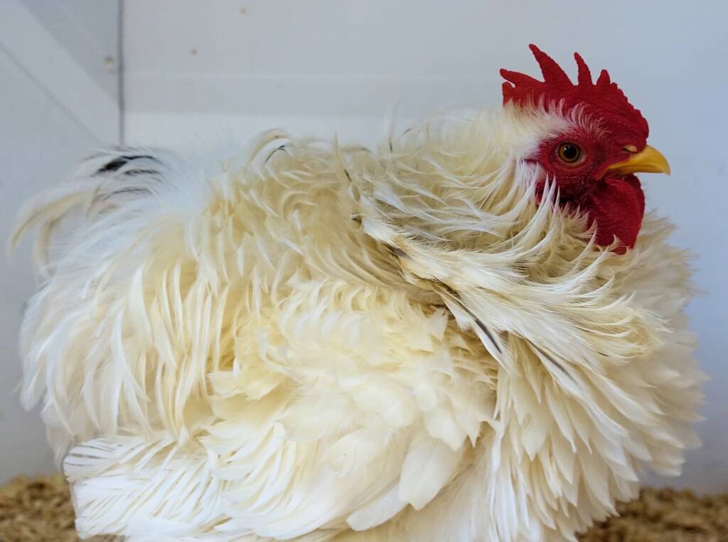 1st Prize Poultry Award Henley Broad - Class P27 - X Breed / Utility (Male) Frizzles, Alice Springs Show 2023