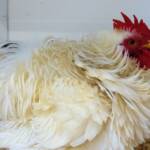 1st Prize Poultry Award Henley Broad - Class P27 - X Breed / Utility (Male) Frizzles, Alice Springs Show 2023
