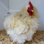 1st Prize Poultry Award Henley Broad - Class P27 - X Breed / Utility (Male) Frizzles, Alice Springs Show 2023