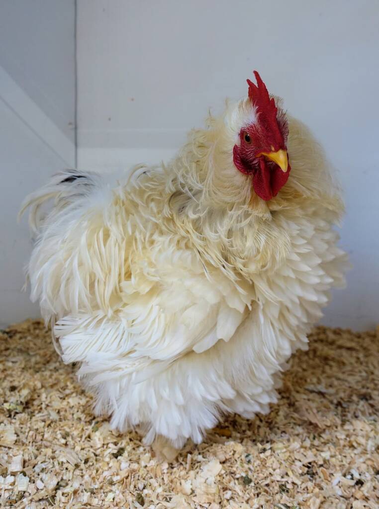 1st Prize Poultry Award Henley Broad - Class P27 - X Breed / Utility (Male) Frizzles, Alice Springs Show 2023