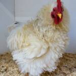 1st Prize Poultry Award Henley Broad - Class P27 - X Breed / Utility (Male) Frizzles, Alice Springs Show 2023