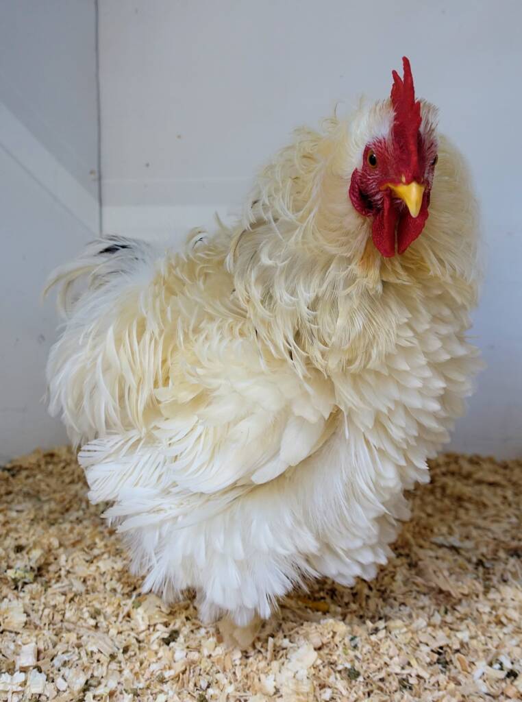 1st Prize Poultry Award Henley Broad - Class P27 - X Breed / Utility (Male) Frizzles, Alice Springs Show 2023