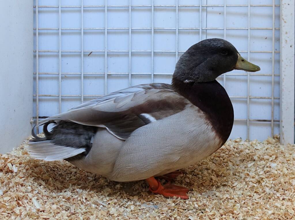 Reserve Champion Water Fowl Award - Most Outstanding Exhibit Hamish Materne, Alice Springs Show 2023