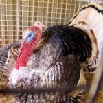 1st Prize Poultry Award Karen Miegel Class 1564 Turkey, Alice Springs Show 2008