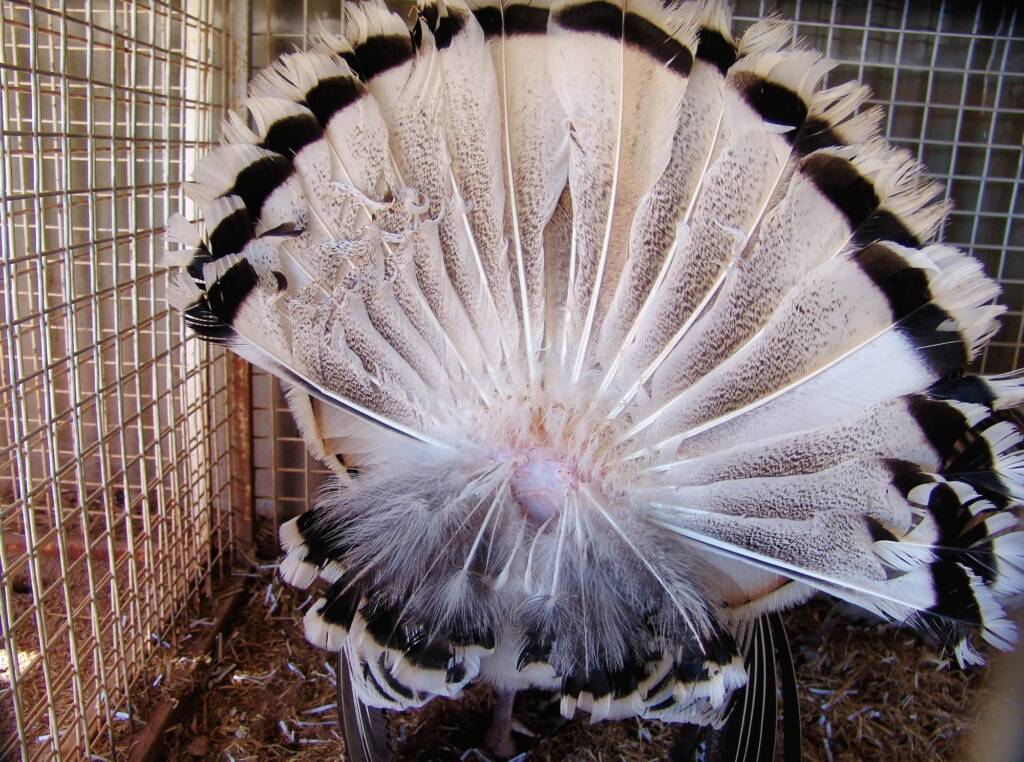 1st Prize Poultry Award Karen Miegel Class 1564 Turkey, Alice Springs Show 2008