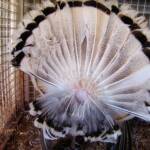 1st Prize Poultry Award Karen Miegel Class 1564 Turkey, Alice Springs Show 2008