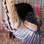 1st Prize Poultry Award Karen Miegel Class 1564 Turkey, Alice Springs Show 2008