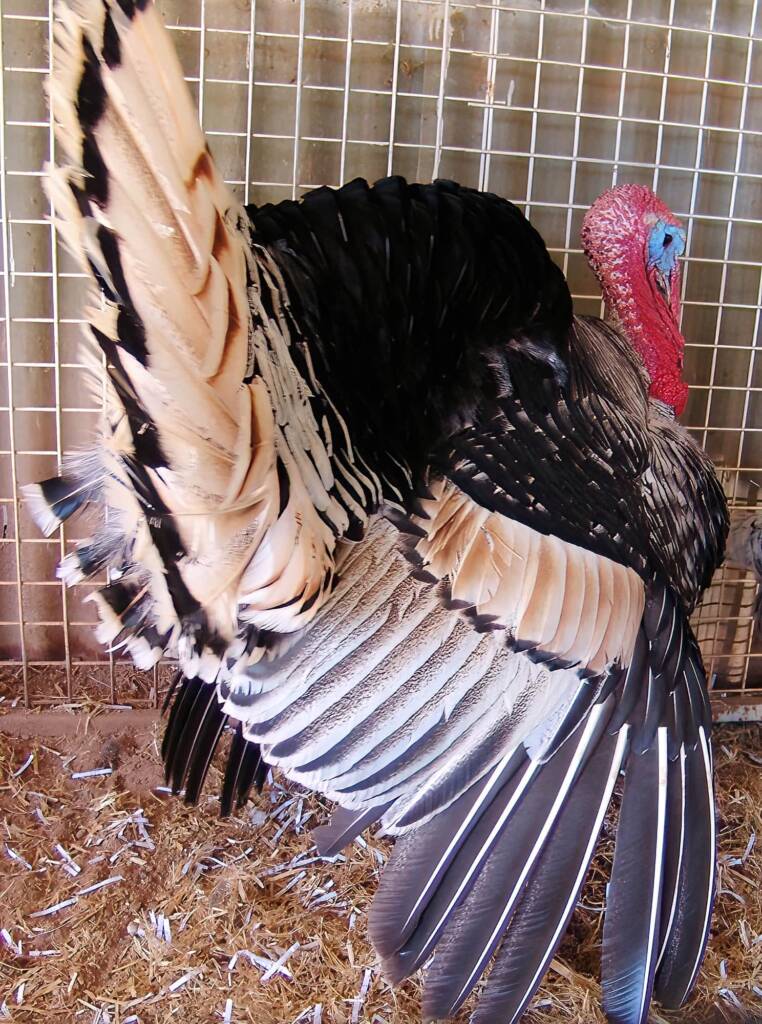 1st Prize Poultry Award Karen Miegel Class 1564 Turkey, Alice Springs Show 2008