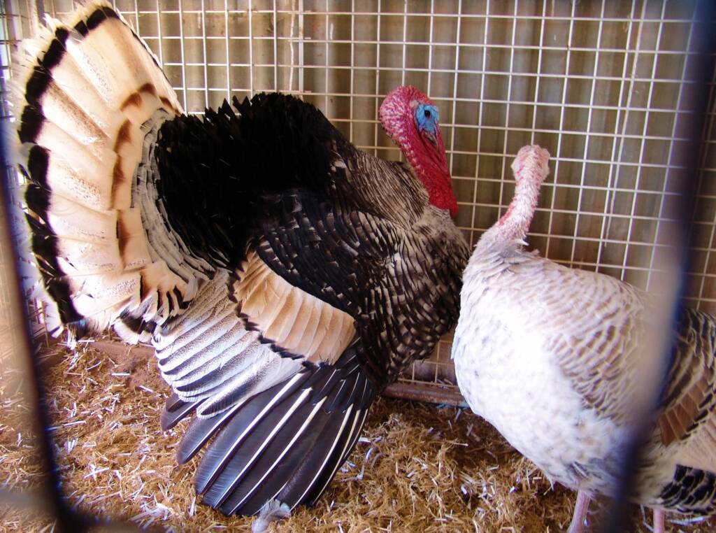 1st Prize Poultry Award Karen Miegel Class 1564 Turkey, Alice Springs Show 2008
