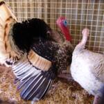 1st Prize Poultry Award Karen Miegel Class 1564 Turkey, Alice Springs Show 2008