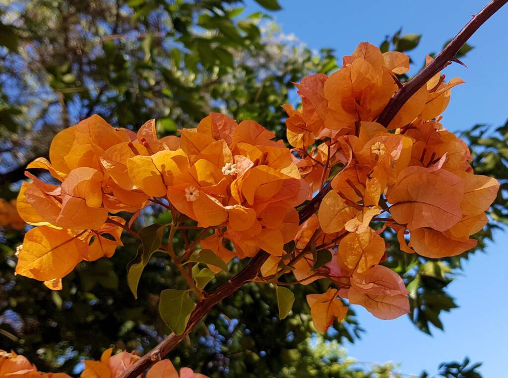 Bougainvilleas (genus Bougainvillea), Alice Springs NT