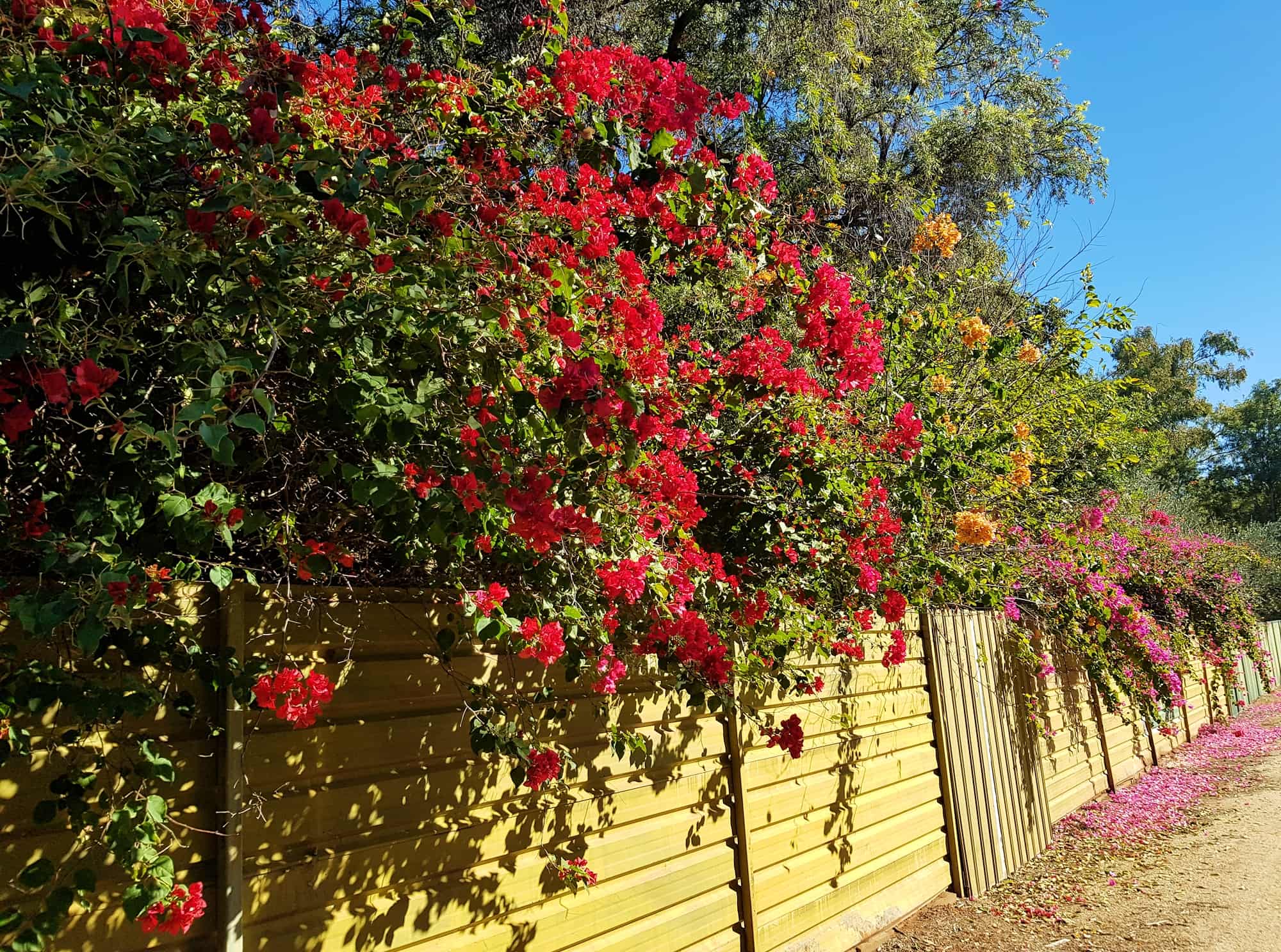 Bougainvilleas (genus Bougainvillea), Alice Springs NT
