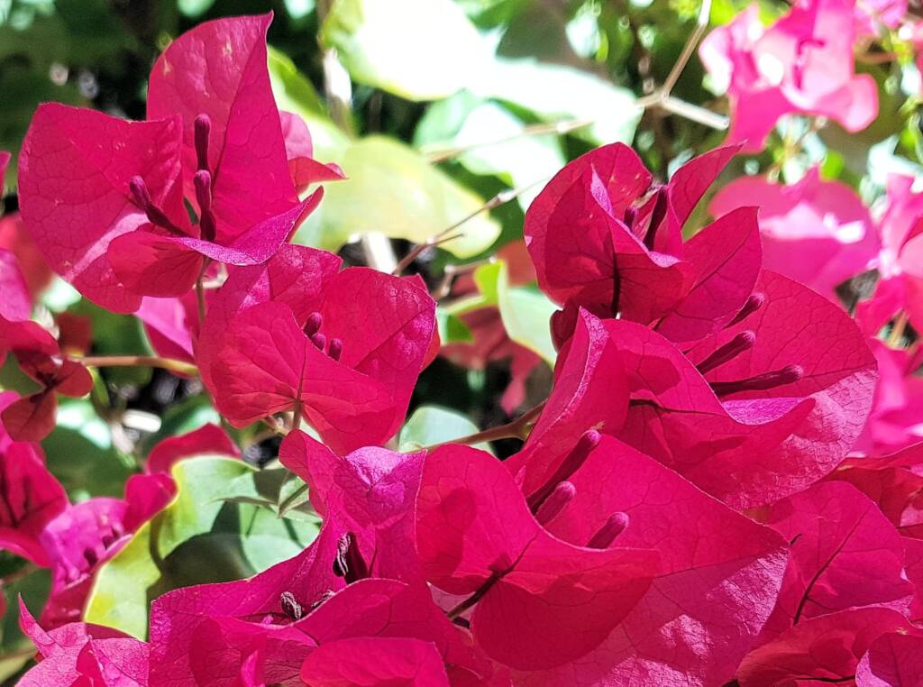 Bougainvilleas (genus Bougainvillea), Alice Springs NT
