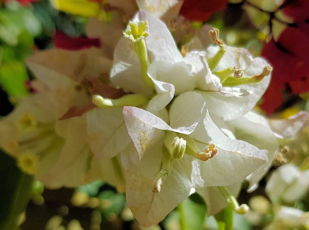 Bougainvilleas (genus Bougainvillea), Alice Springs NT
