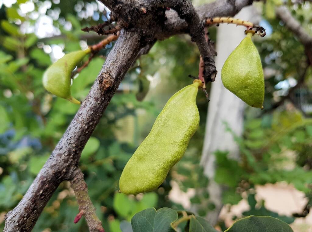 Legume pods of the Carob Tree (Ceratonia siliqa), Alice Springs NT