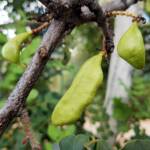 Legume pods of the Carob Tree (Ceratonia siliqa), Alice Springs NT