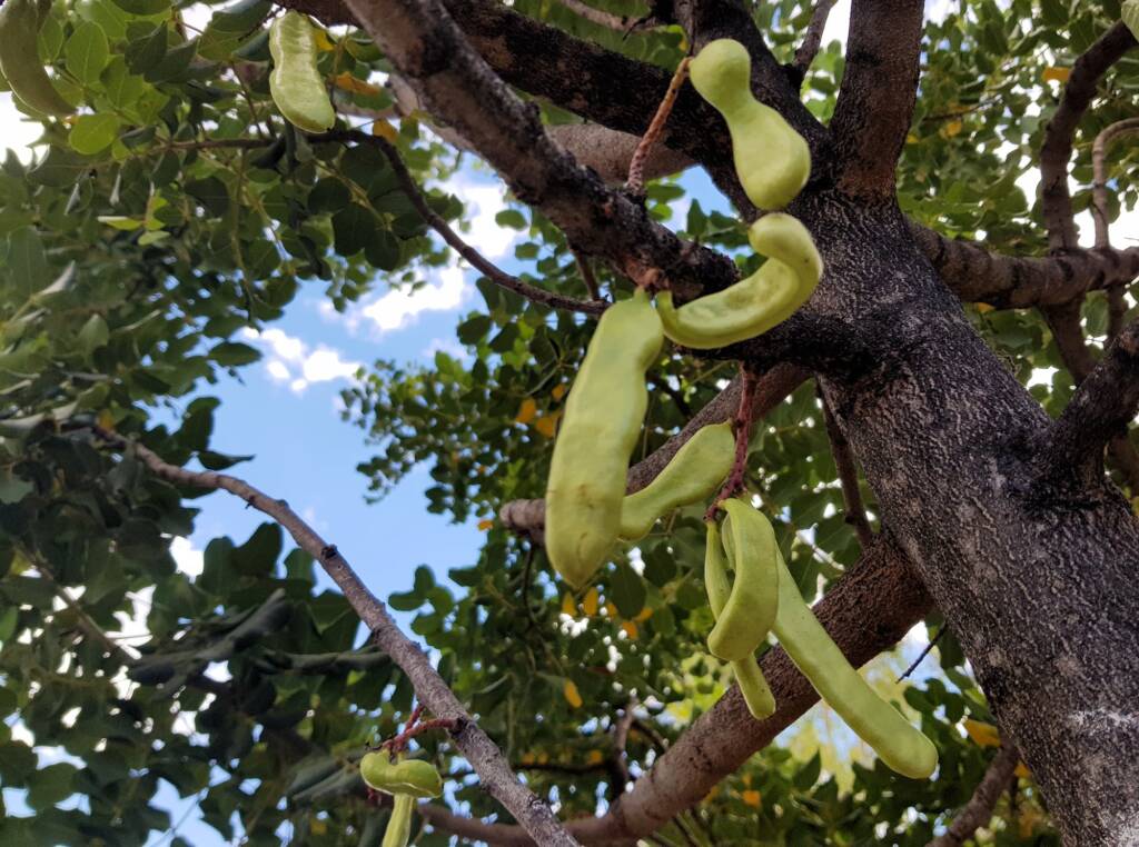 Legume pods of the Carob Tree (Ceratonia siliqa), Alice Springs NT