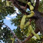 Legume pods of the Carob Tree (Ceratonia siliqa), Alice Springs NT