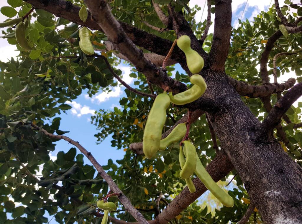 Legume pods of the Carob Tree (Ceratonia siliqa), Alice Springs NT