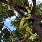 Legume pods of the Carob Tree (Ceratonia siliqa), Alice Springs NT