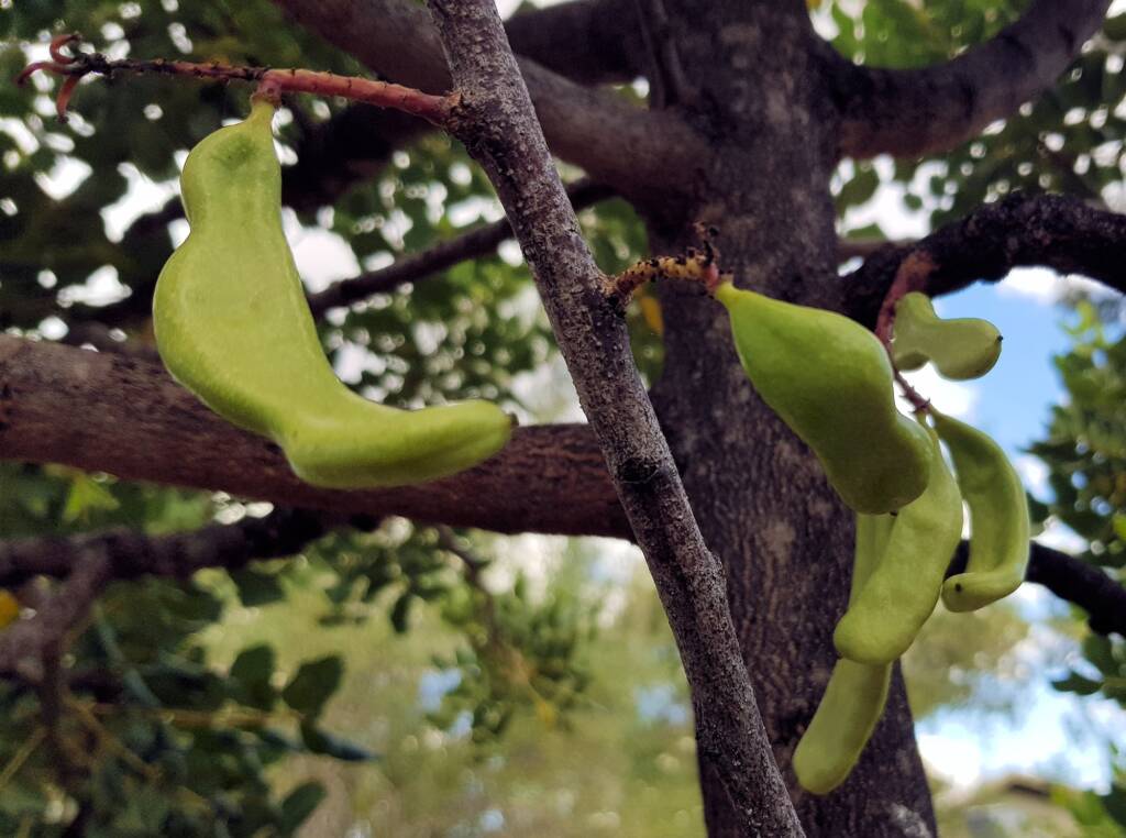 Legume pods of the Carob Tree (Ceratonia siliqa), Alice Springs NT