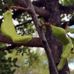 Legume pods of the Carob Tree (Ceratonia siliqa), Alice Springs NT