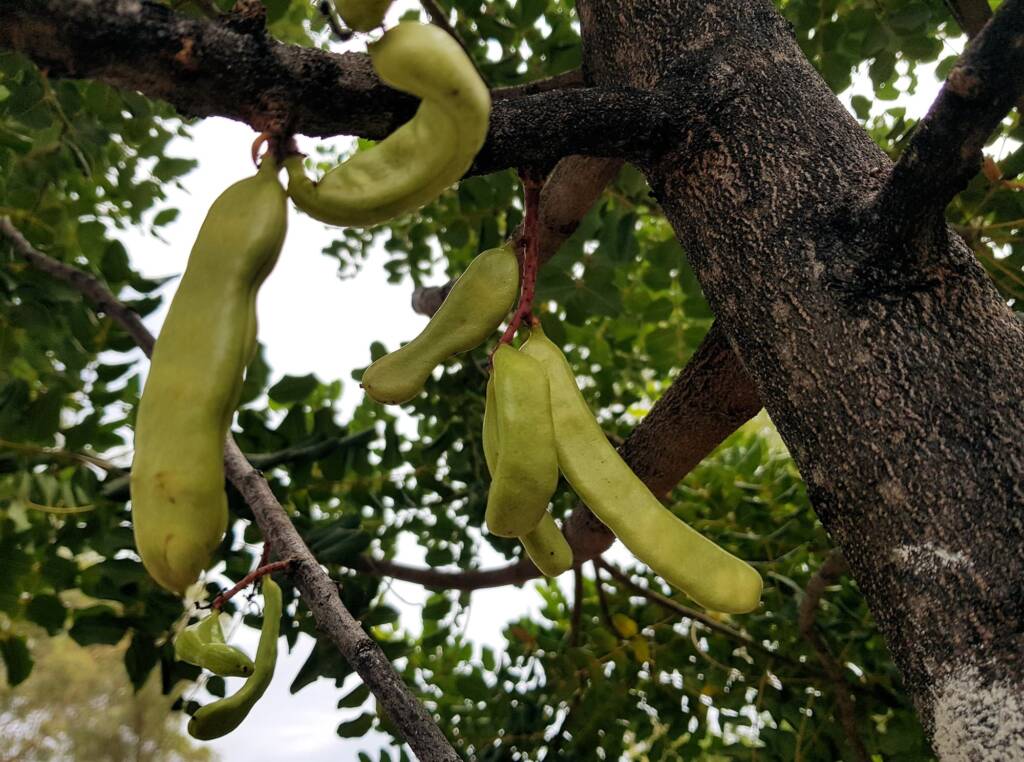 Legume pods of the Carob Tree (Ceratonia siliqa), Alice Springs NT