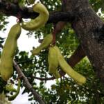 Legume pods of the Carob Tree (Ceratonia siliqa), Alice Springs NT
