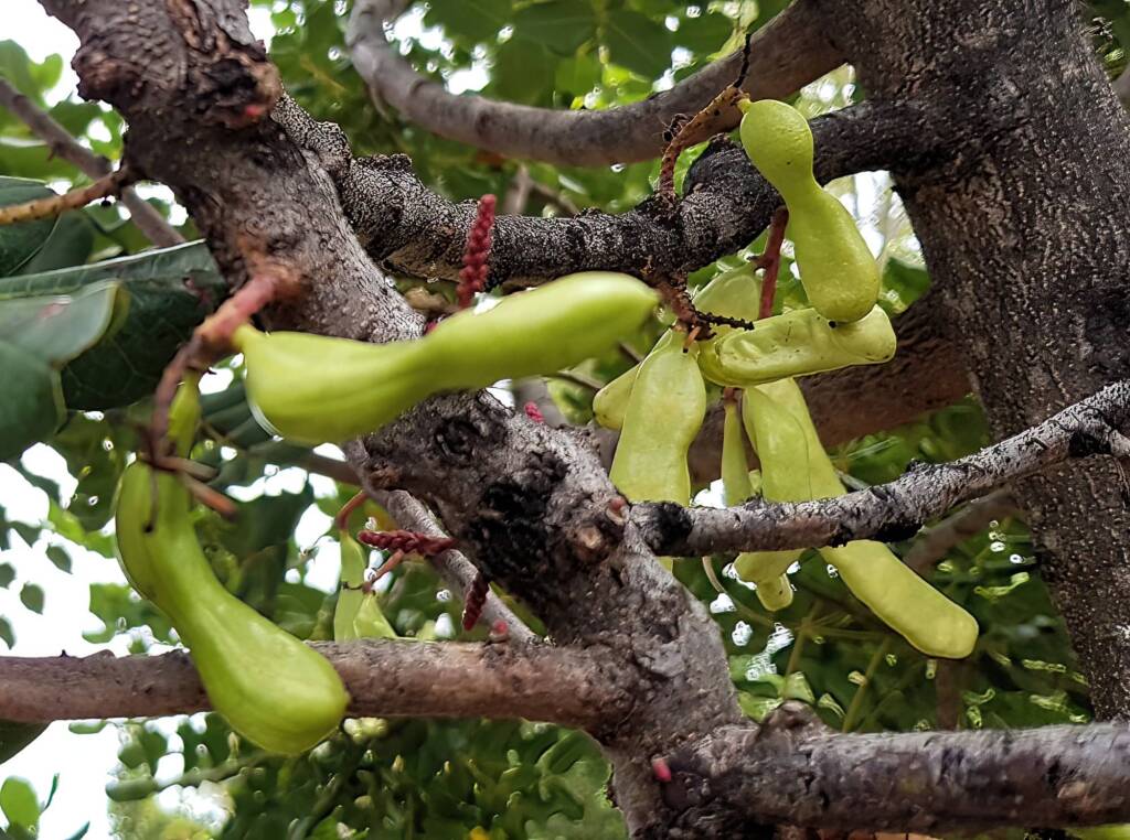 Legume pods of the Carob Tree (Ceratonia siliqa), Alice Springs NT