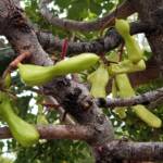 Legume pods of the Carob Tree (Ceratonia siliqa), Alice Springs NT