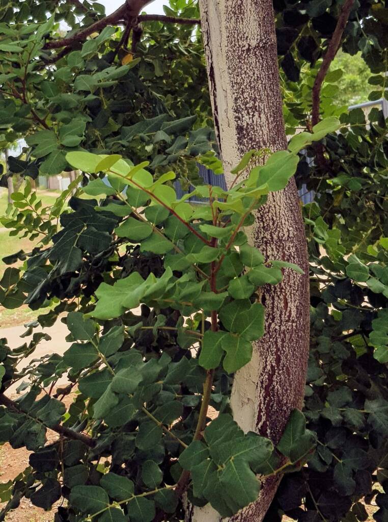 Carob Tree (Ceratonia siliqa), Alice Springs NT