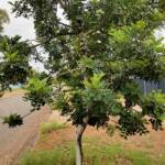 Carob Tree (Ceratonia siliqa), Alice Springs NT