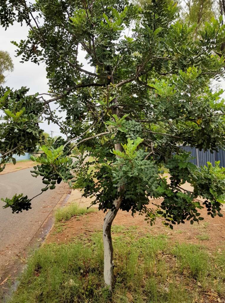 Carob Tree (Ceratonia siliqa), Alice Springs NT