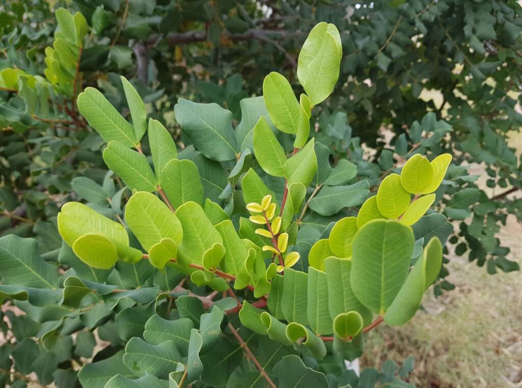 Carob Tree (Ceratonia siliqa), Alice Springs NT