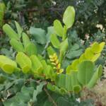Carob Tree (Ceratonia siliqa), Alice Springs NT