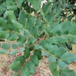 Carob Tree (Ceratonia siliqa), Alice Springs NT