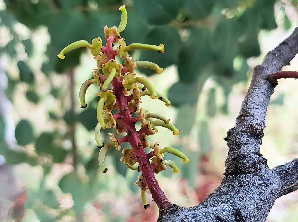 Female flower of the Carob Tree (Ceratonia siliqa), Alice Springs NT