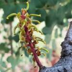 Female flower of the Carob Tree (Ceratonia siliqa), Alice Springs NT