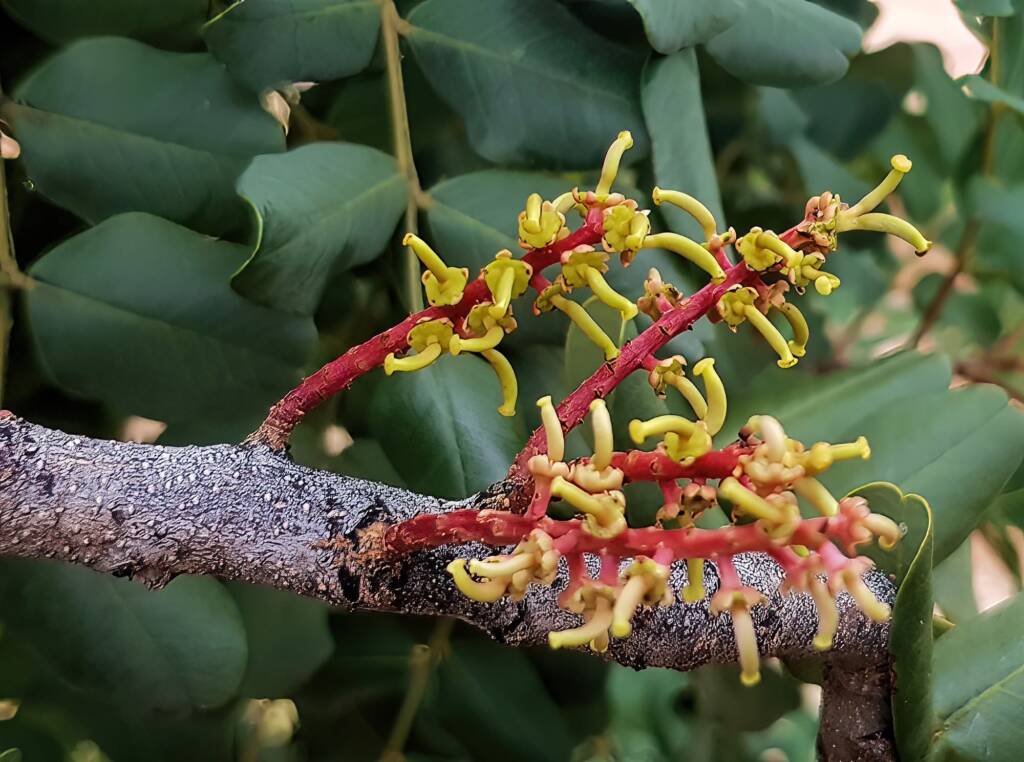 Female flower of the Carob Tree (Ceratonia siliqa), Alice Springs NT