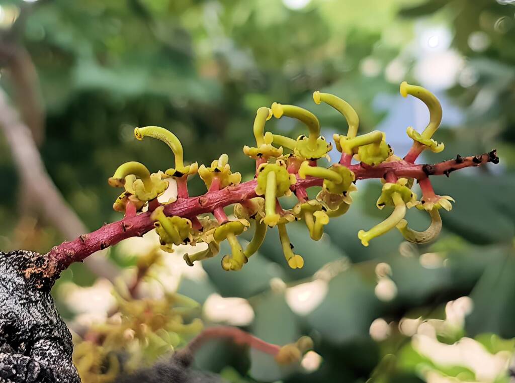 Female flower of the Carob Tree (Ceratonia siliqa), Alice Springs NT