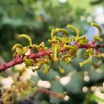 Female flower of the Carob Tree (Ceratonia siliqa), Alice Springs NT